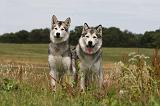 ALASKAN MALAMUTE 688